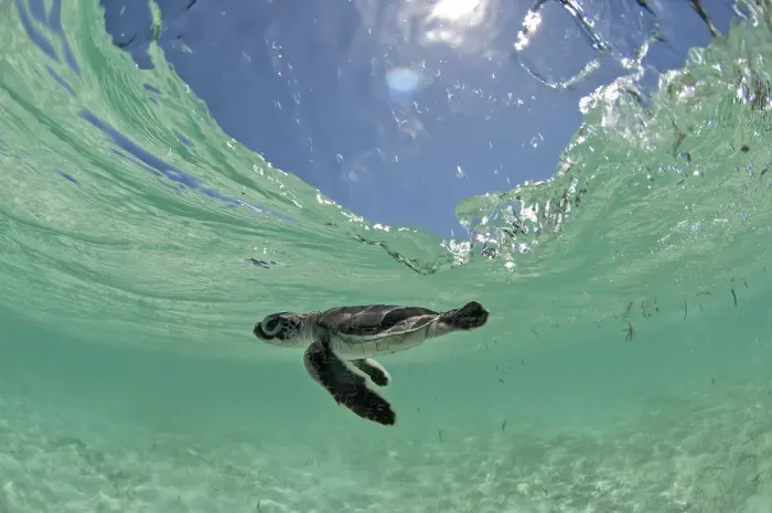 Framed Print : Green Turtle (Chelonia mydas) hatchling swims towards the deep part of the sea to escape Framed Print : Green Turtle (Chelonia mydas) hatchling swims towards the deep part of the sea to escape