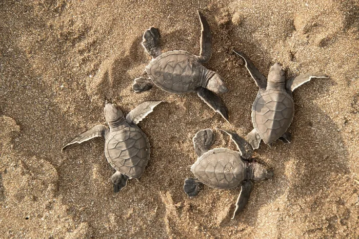 Framed Print : Green turtle (Chelonia mydas) hatchlings emerging from nest in the sand, Espumilla Beach, Santiago Island, Galapagos Islands. Endangered