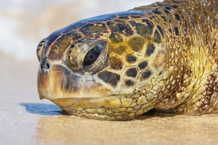 Framed Print : Green turtle (Chelonia mydas) head portrait, Maui, Hawaii. Endangered Framed Print : Green turtle (Chelonia mydas) head portrait, Maui, Hawaii. Endangered