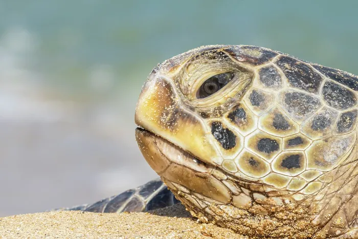 Framed Print : Green turtle (Chelonia mydas) head portrait, Maui, Hawaii. Endangered Framed Print : Green turtle (Chelonia mydas) head portrait, Maui, Hawaii. Endangered