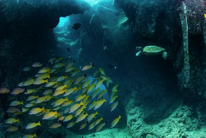 Framed Print : Green turtle (Chelonia mydas) juvenile, swimming through underwater cave with school of Bluestripe snappers (Lutjanus kasmira), Kona Coast, Big Island, Hawaii, Pacific Ocean Framed Print : Green turtle (Chelonia mydas) juvenile, swimming through underwater cave with school of Bluestripe snappers (Lutjanus kasmira), Kona Coast, Big Island, Hawaii, Pacific Ocean