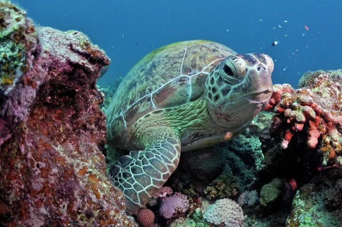 Framed Print : Green turtle (Chelonia mydas) resting on coral reef, Marsa Alam, Egypt, Red Sea. Endangered
