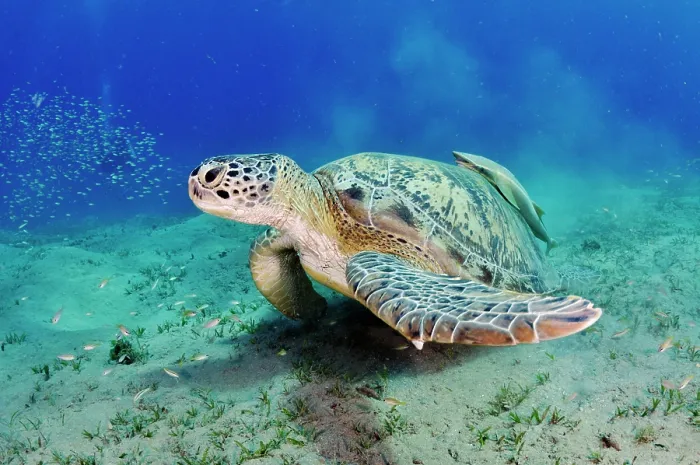 Framed Print : Green turtle (Chelonia mydas) resting while feeding on a Seagrass (Halophila stipulacea) bed Framed Print : Green turtle (Chelonia mydas) resting while feeding on a Seagrass (Halophila stipulacea) bed