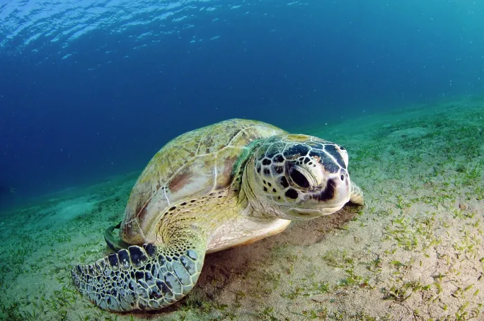 Framed Print : Green turtle (Chelonia mydas) resting while feeding on a Seagrass (Halophila stipulacea) bed, Marsa Alam, Egypt, Red Sea. Endangered Framed Print : Green turtle (Chelonia mydas) resting while feeding on a Seagrass (Halophila stipulacea) bed, Marsa Alam, Egypt, Red Sea. Endangered