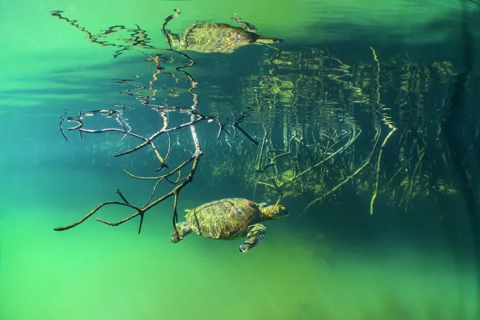 Framed Print : Green turtle (Chelonia mydas) resting in mangrove inlet, Posa de los Patillos, Fernadina Island, Galapagos Islands. Endangered