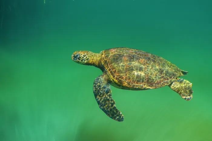 Framed Print : Green turtle (Chelonia mydas) resting in mangrove inlet, Posa de los Patillos, Fernadina Island, Galapagos Islands. Endangered