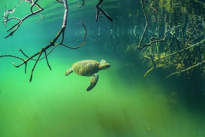 Framed Print : Green turtle (Chelonia mydas) resting in mangrove inlet, Posa de los Patillos, Fernadina Island, Galapagos Islands. Endangered Framed Print : Green turtle (Chelonia mydas) resting in mangrove inlet, Posa de los Patillos, Fernadina Island, Galapagos Islands. Endangered