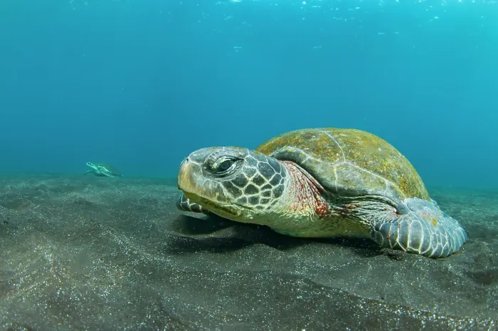Framed Print : Green turtle (Chelonia mydas) resting on seafloor, Isabela Island, Galapagos Islands, Pacific Ocean. Endangered Framed Print : Green turtle (Chelonia mydas) resting on seafloor, Isabela Island, Galapagos Islands, Pacific Ocean. Endangered