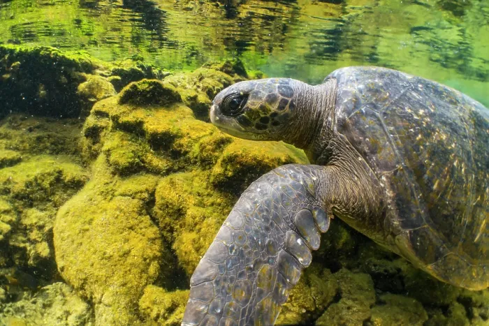 Framed Print : Green turtle (Chelonia mydas) resting in the shallows, Caleta Dereck, Isabela Island, Galapagos Islands, Pacific Ocean. Endangered Framed Print : Green turtle (Chelonia mydas) resting in the shallows, Caleta Dereck, Isabela Island, Galapagos Islands, Pacific Ocean. Endangered