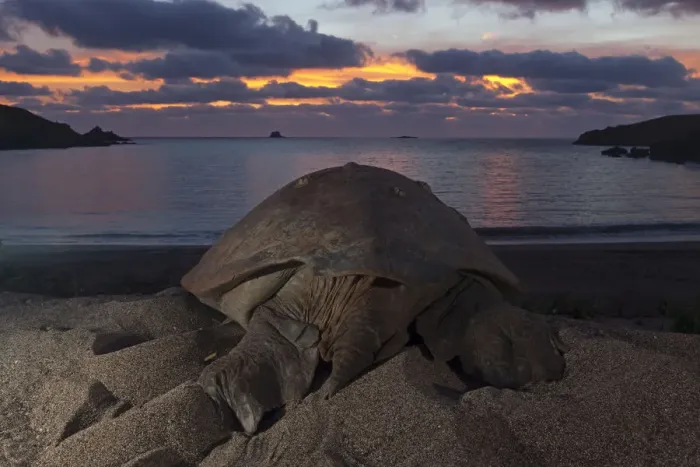 Framed Print : Green Turtle (Chelonia mydas) returning to the sea, IUCN Endangered, Socorro Island Framed Print : Green Turtle (Chelonia mydas) returning to the sea, IUCN Endangered, Socorro Island