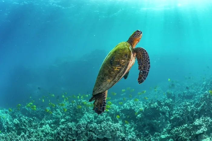 Framed Print : Green turtle (Chelonia mydas) rising to the surface to breathe, Kona Coast, Big Island, Hawaii, Pacific Ocean. Endangered Framed Print : Green turtle (Chelonia mydas) rising to the surface to breathe, Kona Coast, Big Island, Hawaii, Pacific Ocean. Endangered