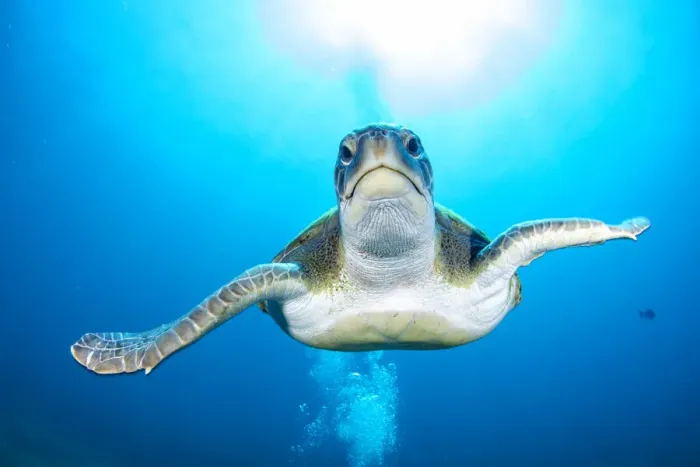 Framed Print : Green turtle (Chelonia mydas), South Tenerife, Canary Islands, Atlantic Ocean Framed Print : Green turtle (Chelonia mydas), South Tenerife, Canary Islands, Atlantic Ocean
