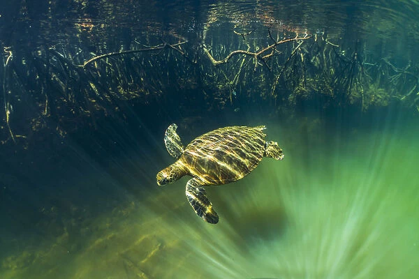 Green turtle (Chelonia mydas) swimming near coast with mangrove roots