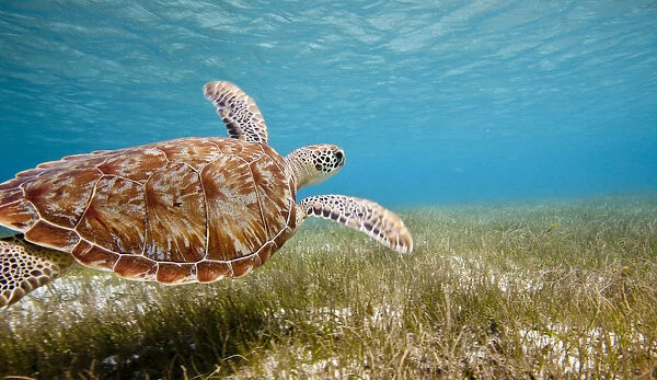Green turtle (Chelonia mydas) swimming over sea grass, Grenadines, Caribbean, February 2010
