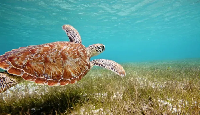Framed Print : Green turtle (Chelonia mydas) swimming over sea grass, Grenadines, Caribbean, February 2010 Framed Print : Green turtle (Chelonia mydas) swimming over sea grass, Grenadines, Caribbean, February 2010