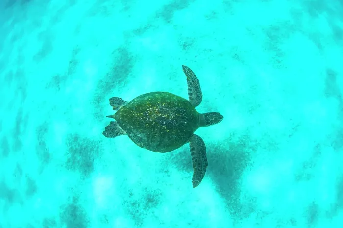 Framed Print : Green turtle (Chelonia mydas) swimming over seabed, Sullivan Bay, Santiago Island, Galapagos Islands, Pacific Ocean. Endangered Framed Print : Green turtle (Chelonia mydas) swimming over seabed, Sullivan Bay, Santiago Island, Galapagos Islands, Pacific Ocean. Endangered