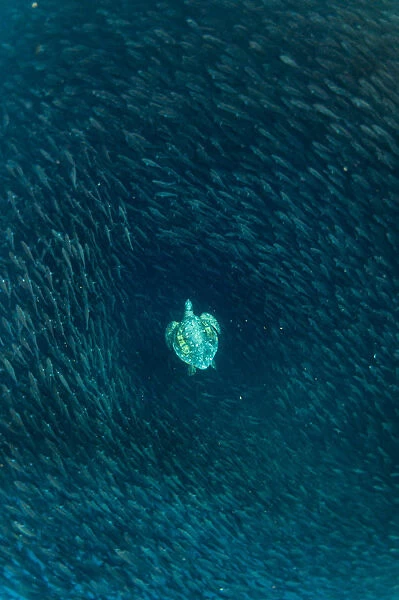 Green turtle (Chelonia mydas) swimming with shoal of striped salemas, Kicker Rock