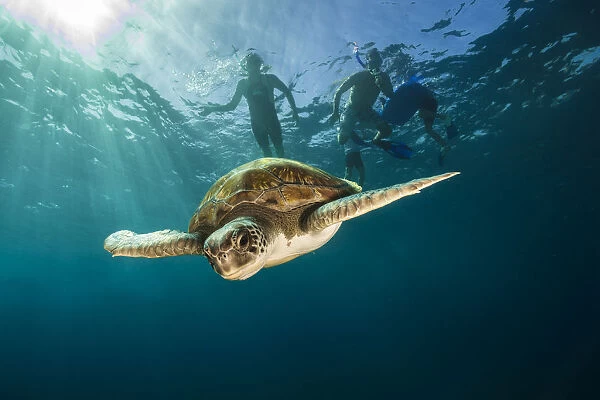 Green turtle (Chelonia mydas) swimming with snorkelers in the background, Canary Islands