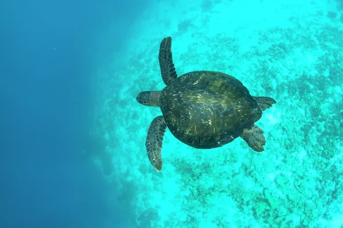 Framed Print : Green turtle (Chelonia mydas) swimming underwter, Galapagos Islands, Pacific Ocean. Endangered Framed Print : Green turtle (Chelonia mydas) swimming underwter, Galapagos Islands, Pacific Ocean. Endangered