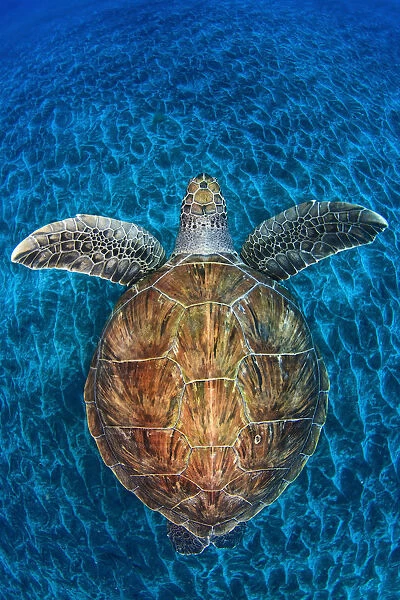 Green Turtle, (Chelonia mydas), Swimming over volcanic sandy bottom, Armenime cove, South Tenerife coast, Canary Islands, Spain, Atlantic Ocean, May 2011, Commended in Wildlife Photographer of the Year (WPY) awards 2012: Underwater worlds category