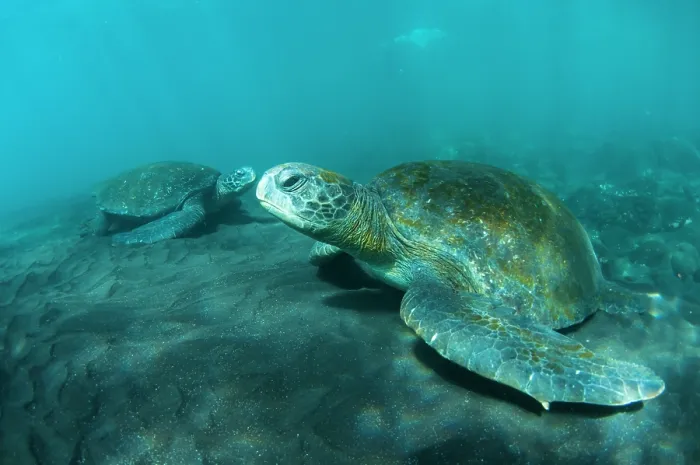 Framed Print : Green turtles (Chelonia mydas) resting on seafloor, Isabela Island, Galapagos Islands, Pacific Ocean. Endangered Framed Print : Green turtles (Chelonia mydas) resting on seafloor, Isabela Island, Galapagos Islands, Pacific Ocean. Endangered