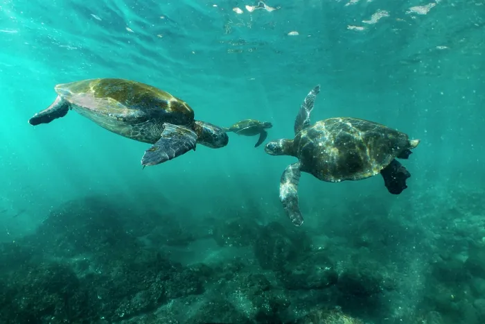 Framed Print : Three Green turtles (Chelonia mydas) in shallow water, Punta Vicente Roca, Isabela Island, Galapagos Islands, Pacific Ocean. Endangered Framed Print : Three Green turtles (Chelonia mydas) in shallow water, Punta Vicente Roca, Isabela Island, Galapagos Islands, Pacific Ocean. Endangered