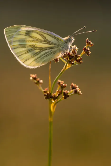 Framed Print : Green-veined white butterfly (Artogeia / Pieris napi) resting on reed in late evening light Framed Print : Green-veined white butterfly (Artogeia / Pieris napi) resting on reed in late evening light
