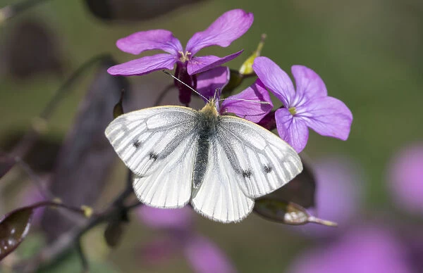 Green-veined white butterfly (Pieris napi) female, Wiltshire, England, UK, May