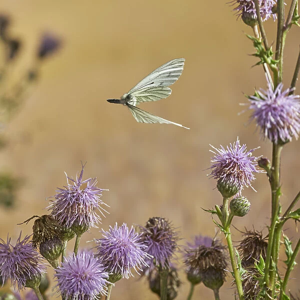 Green veined white butterfly (Pieris napi) in flight, Rookery Wood, Sussex, England, UK, August