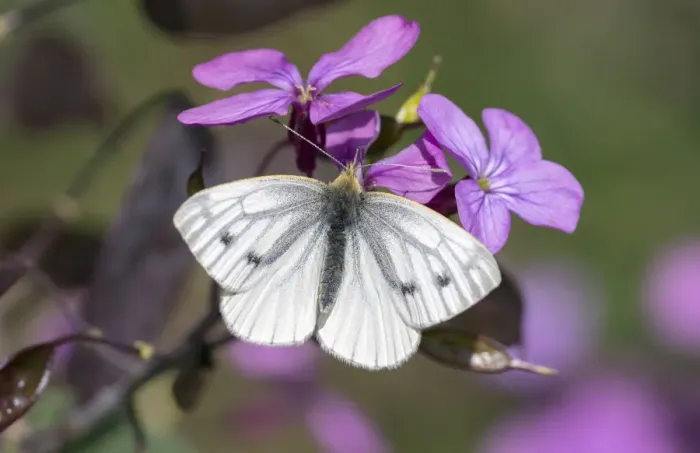 Framed Print : Green-veined white butterfly (Pieris napi) female, Wiltshire, England, UK, May Framed Print : Green-veined white butterfly (Pieris napi) female, Wiltshire, England, UK, May