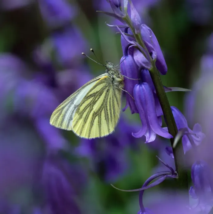 Framed Print : Green-veined white butterfly (Pieris napi) resting on Bluebell flower, Clare Glen Framed Print : Green-veined white butterfly (Pieris napi) resting on Bluebell flower, Clare Glen