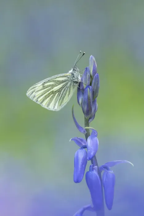 Framed Print : Green-veined white butterfly (Pieris napi) resting on a flower, Tandragee, County Armagh, Northern Ireland. May Framed Print : Green-veined white butterfly (Pieris napi) resting on a flower, Tandragee, County Armagh, Northern Ireland. May
