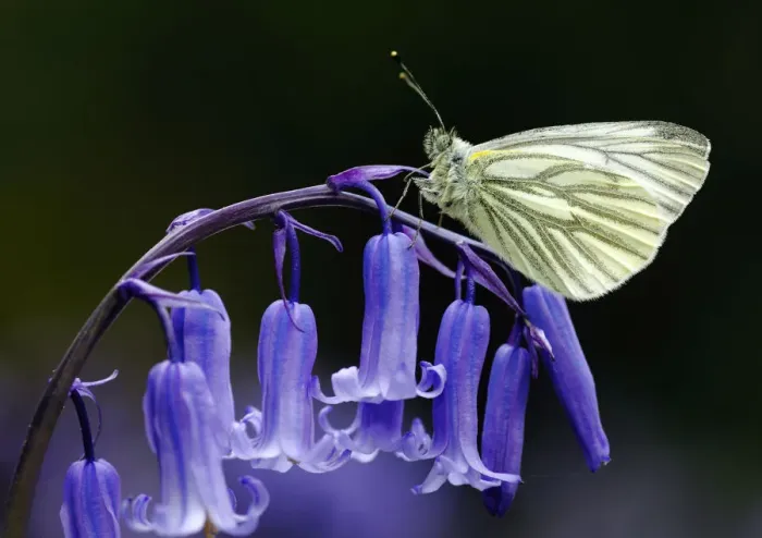 Framed Print : Green Veined White Butterfly (Pieris napi) resting on the flowering stem of a native