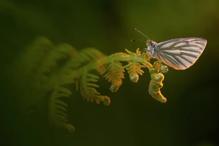 Framed Print : Green-veined white butterfly (Pieris napi) roosting on bracken in late evening light, Boscastle, Cornwall, England, UK. May Framed Print : Green-veined white butterfly (Pieris napi) roosting on bracken in late evening light, Boscastle, Cornwall, England, UK. May