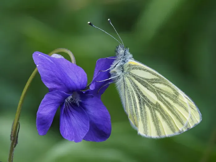Framed Print : Green veined white butterfly (Pieris napi) roosting on a Dog Violet flower, Hertofrdshire Framed Print : Green veined white butterfly (Pieris napi) roosting on a Dog Violet flower, Hertofrdshire