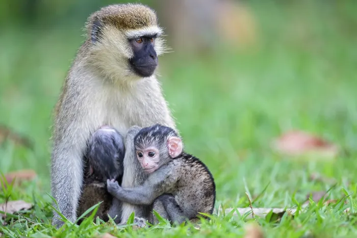 Framed Print : Green vervet monkey (Chlorocebus sabaeus) female with infant, sitting on grass, Entebbe Botanical Garden, Uganda Framed Print : Green vervet monkey (Chlorocebus sabaeus) female with infant, sitting on grass, Entebbe Botanical Garden, Uganda