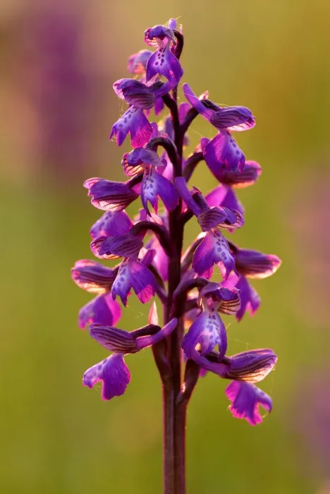 Framed Print : Green-winged orchid {Anacamptis morio}, Barrington Hill (NNR) Somerset. UK Framed Print : Green-winged orchid {Anacamptis morio}, Barrington Hill (NNR) Somerset. UK