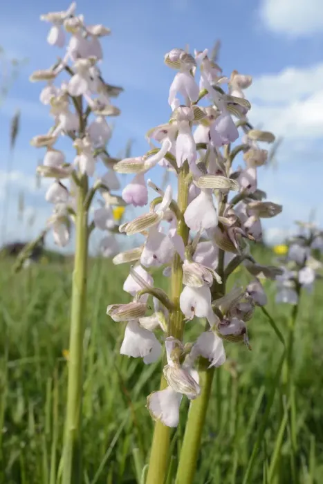 Framed Print : Green-winged orchid (Orchis / Anacamptis morio) clump, pale pink / white form Framed Print : Green-winged orchid (Orchis / Anacamptis morio) clump, pale pink / white form