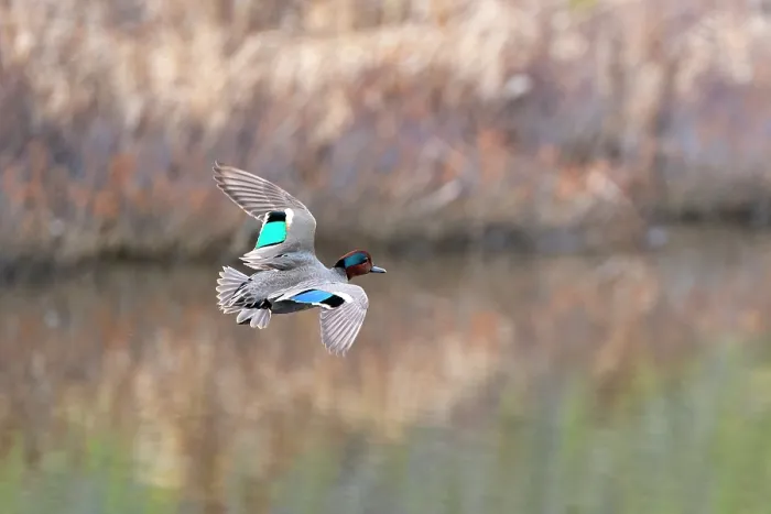 Framed Print : Green-winged teal (Anas crecca) male, in flight over a marshland pool, Alaska, USA. May Framed Print : Green-winged teal (Anas crecca) male, in flight over a marshland pool, Alaska, USA. May