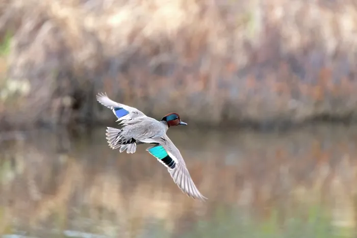 Framed Print : Green-winged teal (Anas crecca) male, in flight over a marshland pool, Alaska, USA. May Framed Print : Green-winged teal (Anas crecca) male, in flight over a marshland pool, Alaska, USA. May
