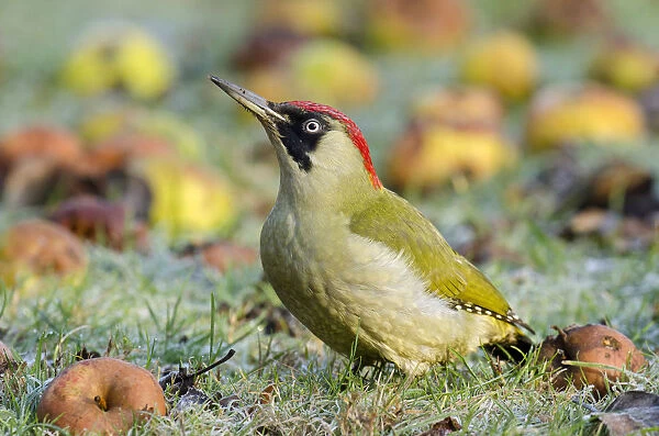 Green Woodpecker (Picus viridis) female among wind-fallen apples. Hertfordshire, England