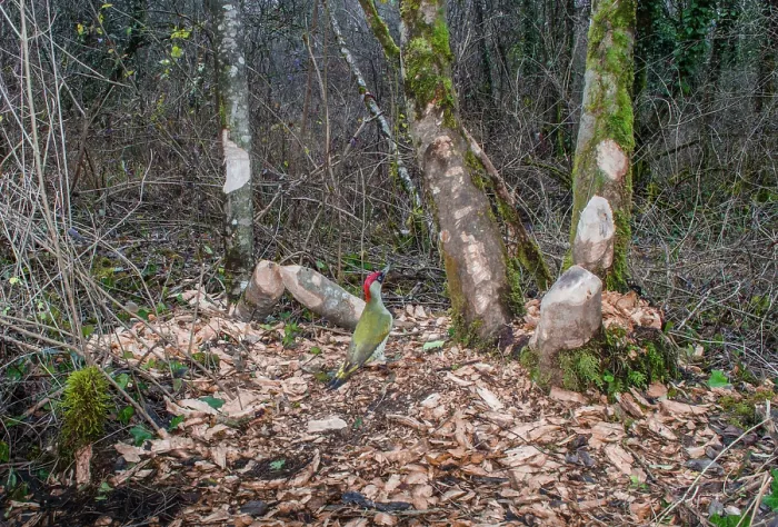 Framed Print : Green woodpecker (Picus viridis) looking at tree trunks gnawed by European beaver (Castor fiber), River Rhone, Alps, France. December Framed Print : Green woodpecker (Picus viridis) looking at tree trunks gnawed by European beaver (Castor fiber), River Rhone, Alps, France. December