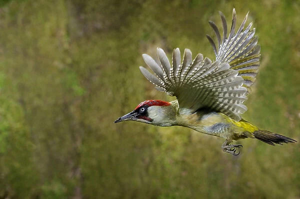 Green woodpecker {Picus viridis} male in flight, Lorraine, France