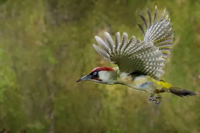 Framed Print : Green woodpecker {Picus viridis} male in flight, Lorraine, France Framed Print : Green woodpecker {Picus viridis} male in flight, Lorraine, France