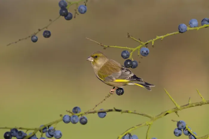 Framed Print : Greenfinch (Carduelis chloris) on blackthorn / sloe berries, UK Framed Print : Greenfinch (Carduelis chloris) on blackthorn / sloe berries, UK