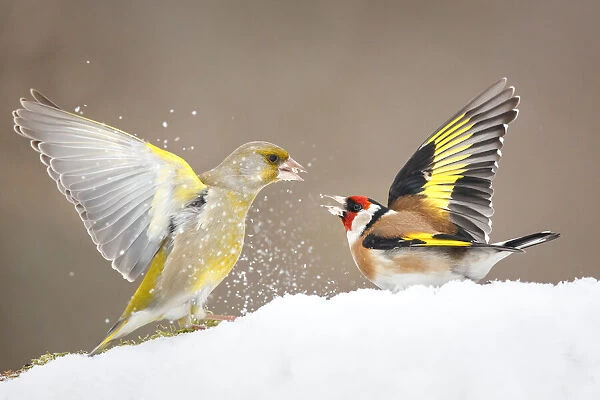 Greenfinch (Carduelis chloris) and Goldfinch (Carduelis carduelis) fighting in snow, Poland. February