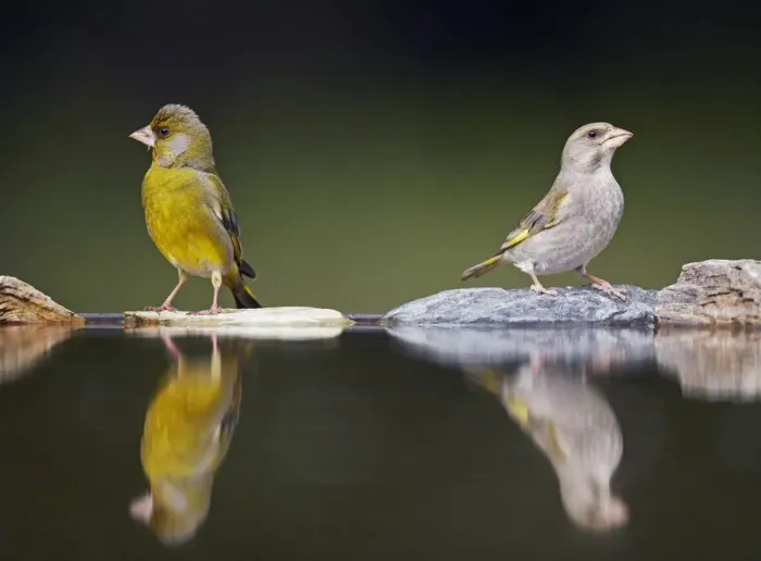 Framed Print : Greenfinch (Carduelis chloris) male and female at water, Pusztaszer, Hungary, May 2008 Framed Print : Greenfinch (Carduelis chloris) male and female at water, Pusztaszer, Hungary, May 2008