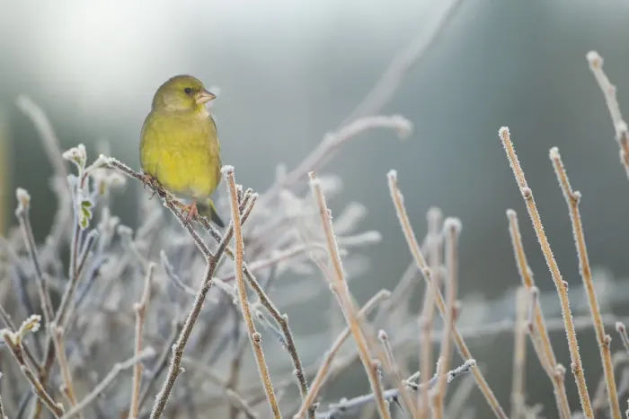 Framed Print : Greenfinch (Carduelis chloris) male perched in hedgerow in frost, Scotland, UK, December Framed Print : Greenfinch (Carduelis chloris) male perched in hedgerow in frost, Scotland, UK, December