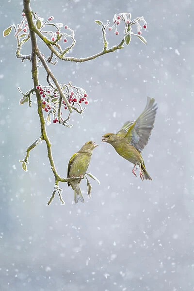 Greenfinch (Carduelis chloris) pair, one perched on branch and one hovering in snowfall