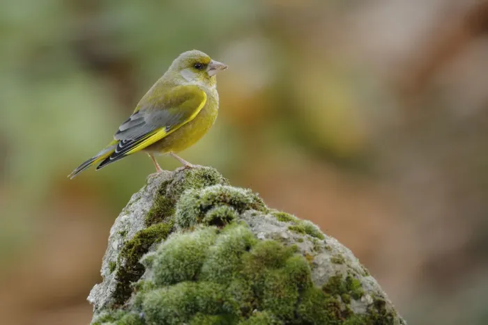 Framed Print : Greenfinch (Carduelis chloris) perched, Sierra de Grazalema Natural Park, southern Spain Framed Print : Greenfinch (Carduelis chloris) perched, Sierra de Grazalema Natural Park, southern Spain